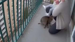 Cat saves child from balcony fail