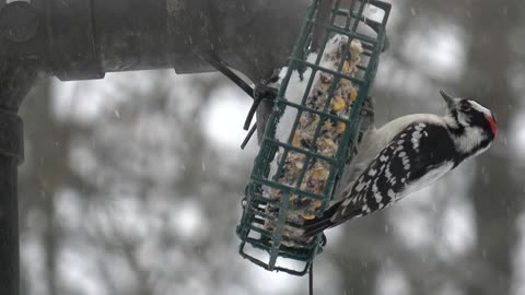 Downy Woodpeckers