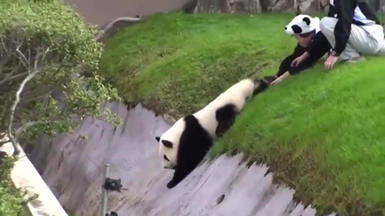 🐼🌳 Pandas Love to Roll Down Hills! | FeedMyCuriosity