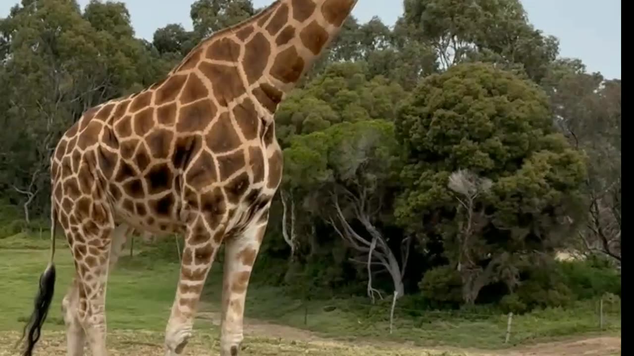 Giraffe at Zoo #giraffe #animals video