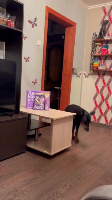 Such an innocent well behaving good boy 👍