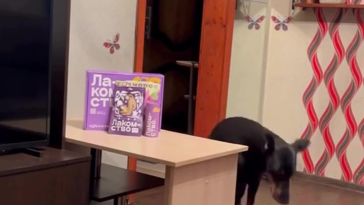 Such an innocent well behaving good boy 👍