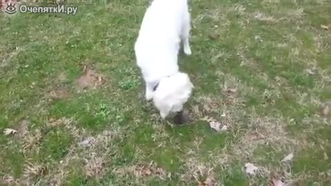 The dog and the mole