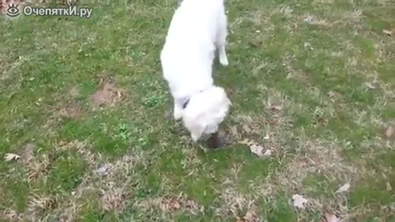 The dog and the mole