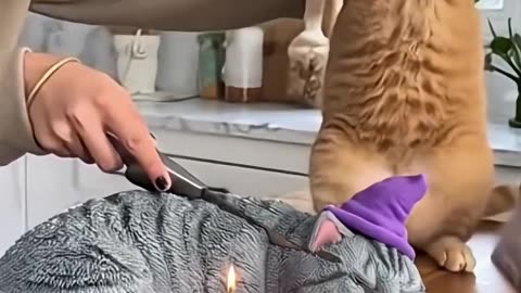 🤣 She Cuts a Halloween 🎃Cat Cake 🍰 — and the Real Cat Totally Freaks Out! 😹 | “Calma, é só bolo!” 🎬