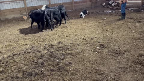 10 January 2025, Cold Day, Pups Not Listening-11