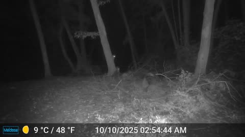 But wait there is more. Racoons