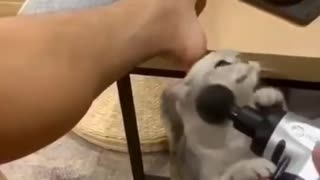 😂👍 You Won't Believe This Perfect Landing! Animal Fails | FunFM