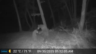 Cub Spooked Mama and Mama Scared the Cub