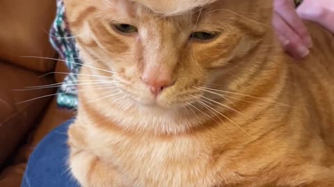 Cat Wears Cowboy Hat Made Out Of Own Fur