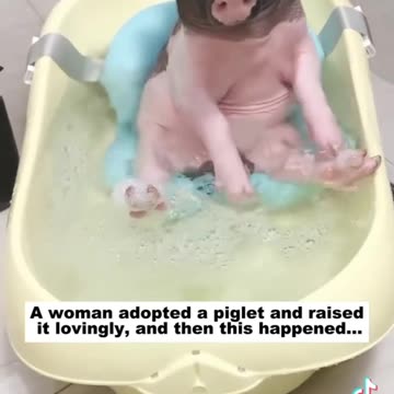 A woman adopted a piglet and raised in lovingly, and then this happened