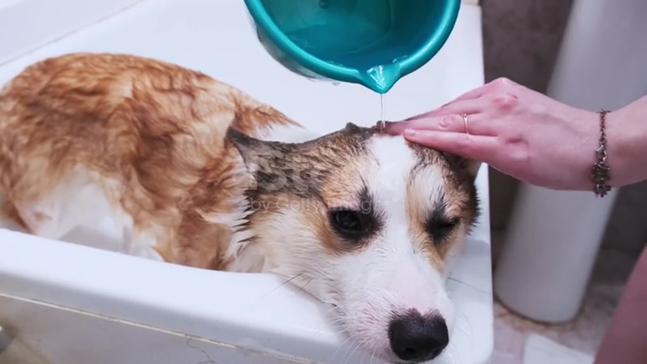 Funny vídeos.