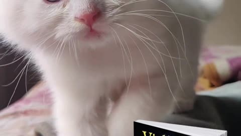 Katze