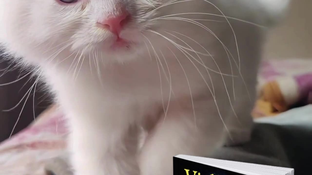Katze