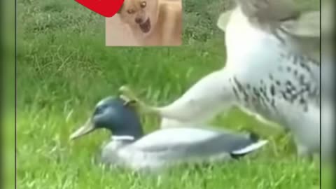 This eagle was tricked, thought it was real, but didn't know....😁 #shorts #viral