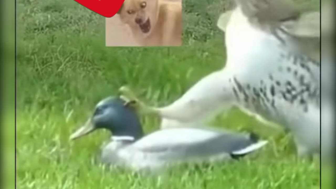 This eagle was tricked, thought it was real, but didn't know....😁 #shorts #viral