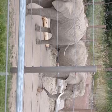 Cheyenne Mountain Zoo Part 19