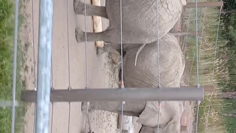 Cheyenne Mountain Zoo Part 19