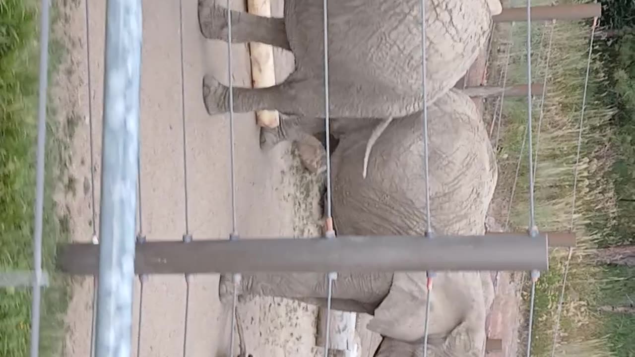 Cheyenne Mountain Zoo Part 19