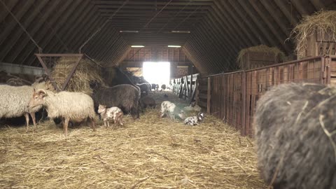 Cute Baby Goats Feeding at the Ranch – Farm Life Moments! 🌿