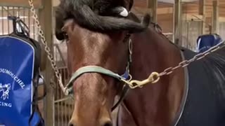 😂🐾 You Won't Believe These Hilarious Animal Moments! | FunFM
