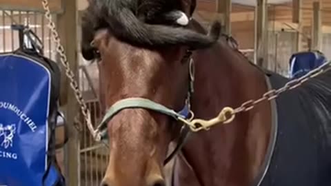 😂🐾 You Won't Believe These Hilarious Animal Moments! | FunFM