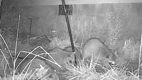 Baby Raccoon Failing at Climbing A Birdfeeder