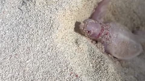 Beachgoers witness 1 in 100,000 moment as baby albino turtle hatches