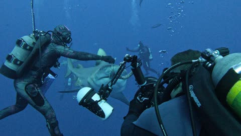 Diver Feeds Bull Shark By Hand