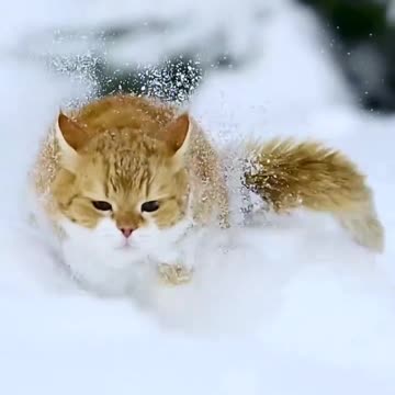 Majestic cat running in the snow 😊