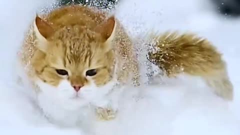 Majestic cat running in the snow 😊