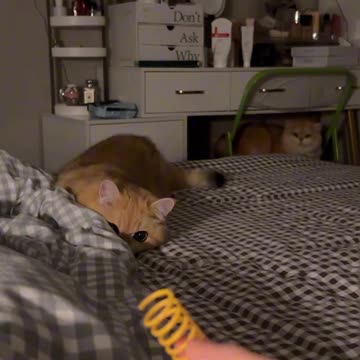 My Clever Cat's Daily Adventures