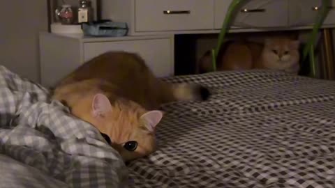 My Clever Cat's Daily Adventures