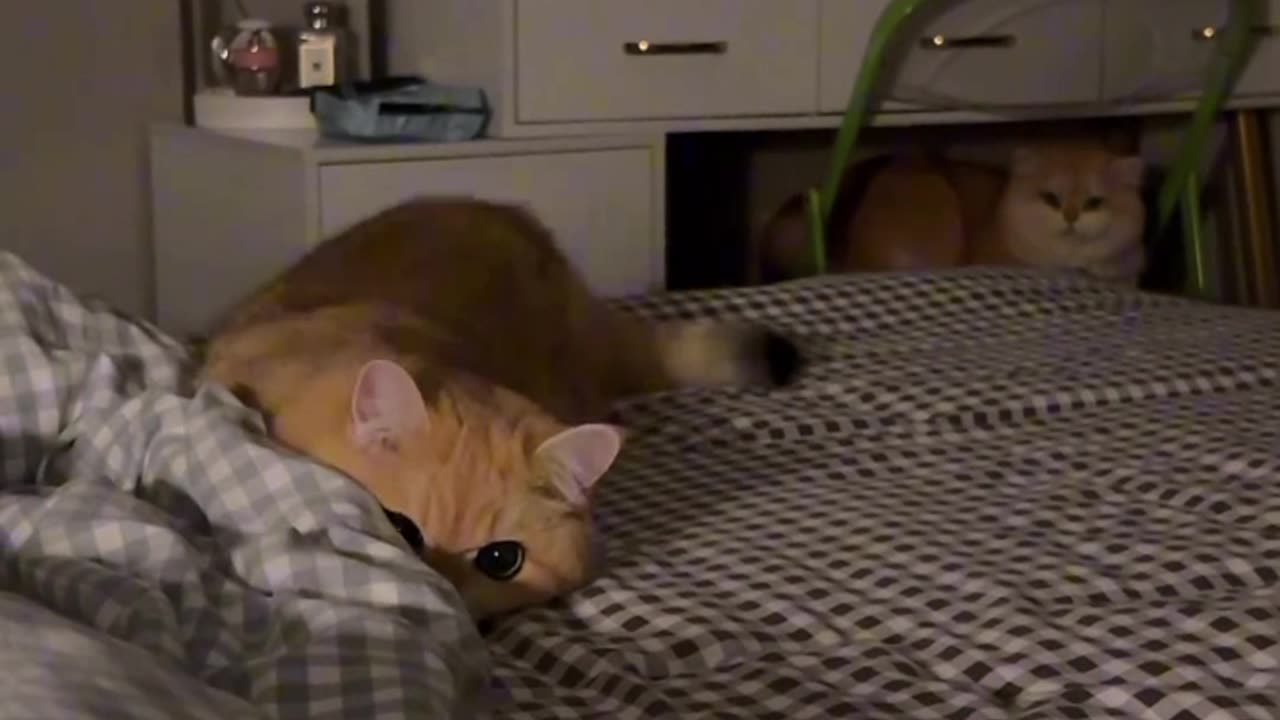 My Clever Cat's Daily Adventures