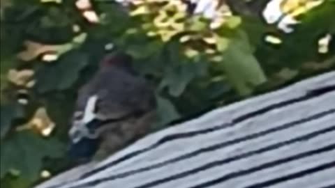Woodpecker.