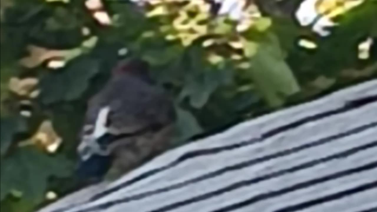 Woodpecker.