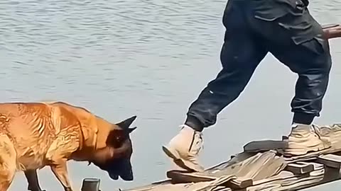 Funny animals