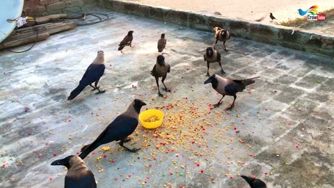 Beautiful Crow Video Feeding Together | Crow bird crowing sounds to attract crows On Salty