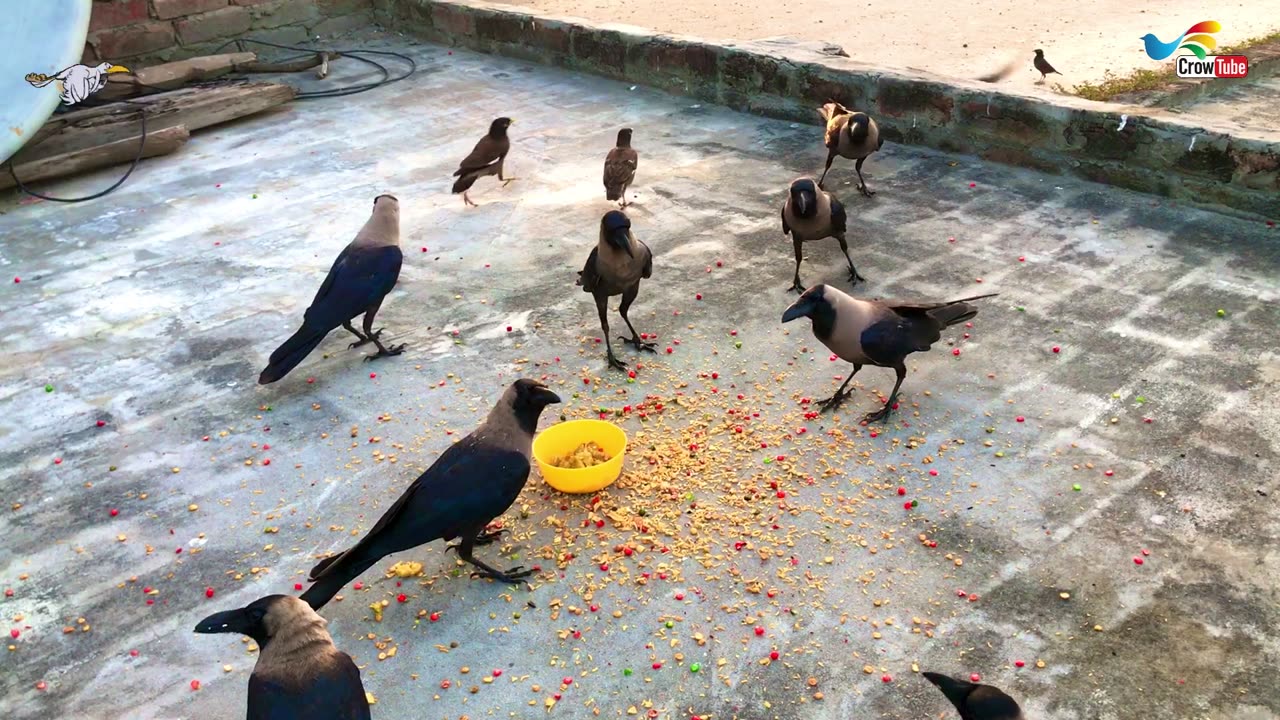 Beautiful Crow Video Feeding Together | Crow bird crowing sounds to attract crows On Salty