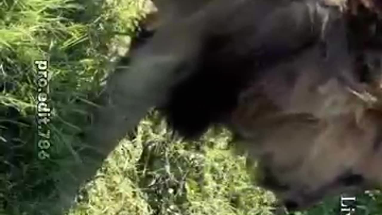 animals