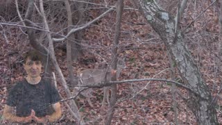 Whitetail Deer Hunting Videos