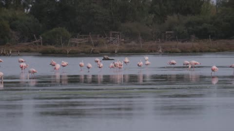 Fenicotteri a San Teodoro