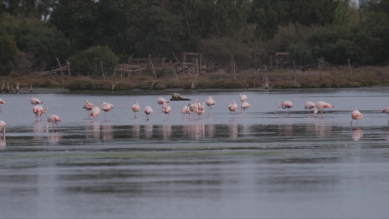 Fenicotteri a San Teodoro