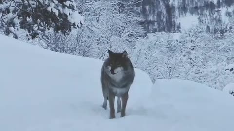 gray wolf from the forest # wolf pack # forest # viral animals # fyp