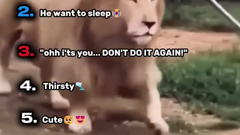 Best Cute Big Cats in History