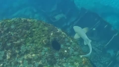 A normal day diving in the port of Noronha