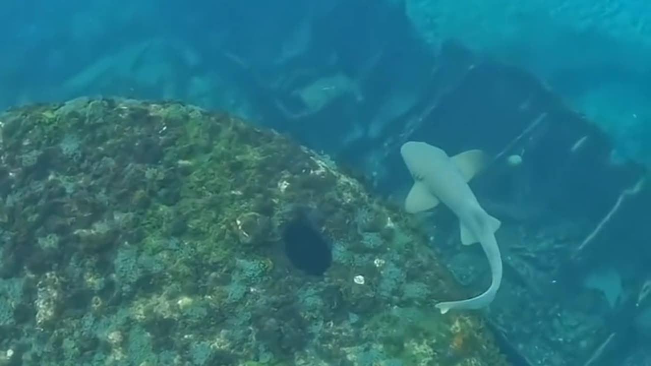 A normal day diving in the port of Noronha