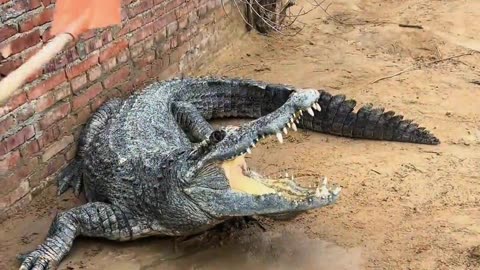 Are all crocodiles afraid of shovels？