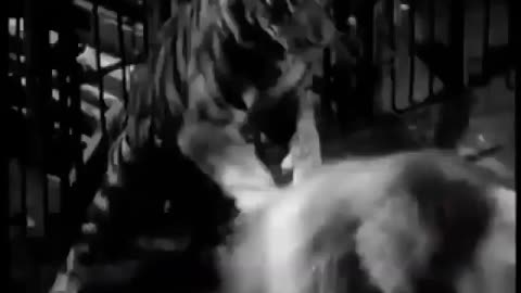 Bengal tiger attacked ti the lion