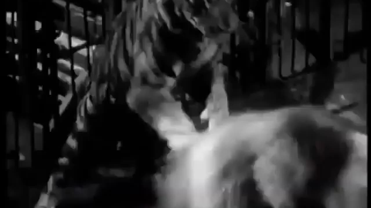 Bengal tiger attacked ti the lion